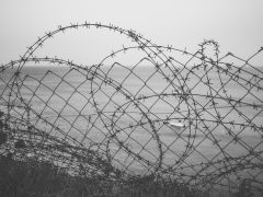 Dinas Damkar Banyuwangi Tangani Pohon Tumbang di Area Industri